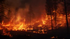 Forest Fire Prediction